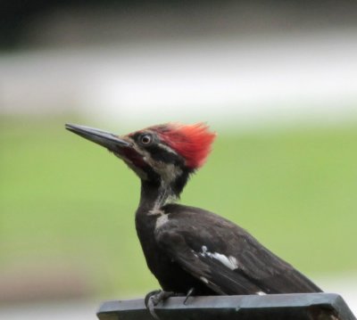 Pileated Woodpecker at BBSP.jpg