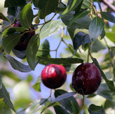 Jujube 1 with insect.jpg