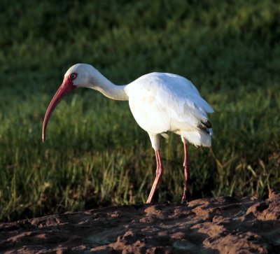 WHITE IBIS AROUND MY HOUSE.jpg