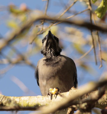 BLUE JAY 1.jpg