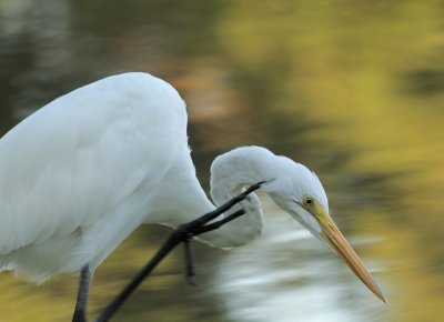 Great Egret 4.jpg