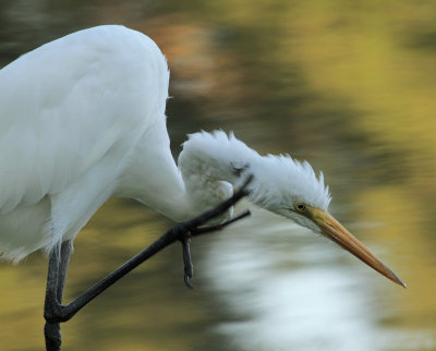 Great Egret 3.jpg