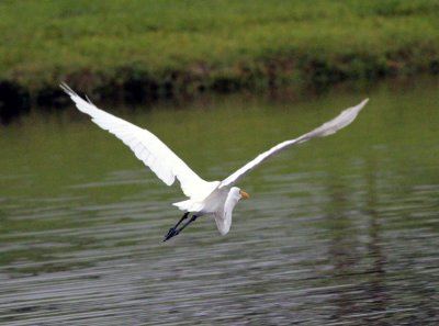 Great Egret near my backyard