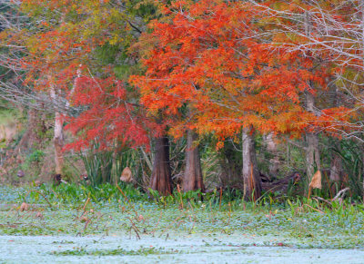 2009 Fall at Brazos Bend State Park at Needville Texas near Sugarland.jpg
