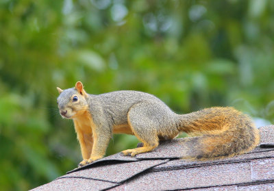 Squirl on top of my garage.jpg