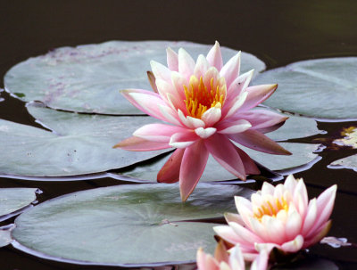 water lily Shenzhen China.jpg