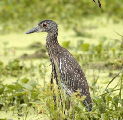 Young Yellow Crown Night Heron.jpg