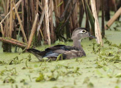 Wood Duck at rain.jpg