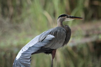 Great Blue Heron.jpg