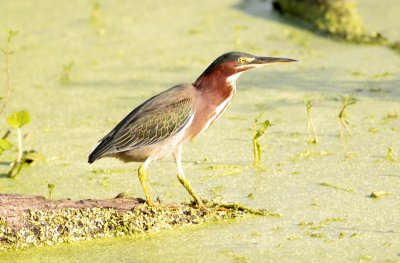 Green Heron.jpg