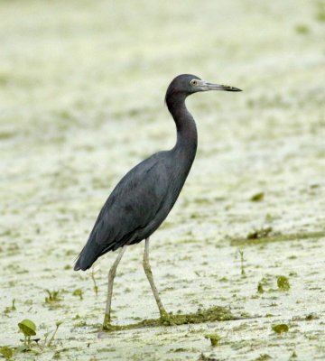 Little Bleu Heron.jpg