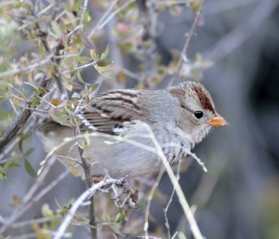 White-Crowned-Sparrow-Big-B.jpg