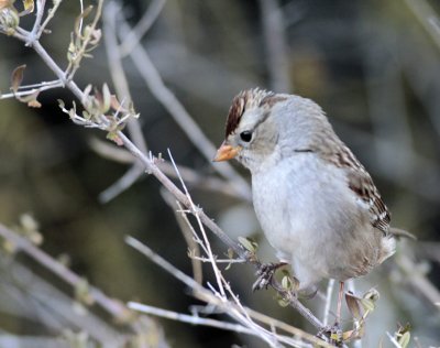 White-Crowned-Sparrow-at-Bi.jpg