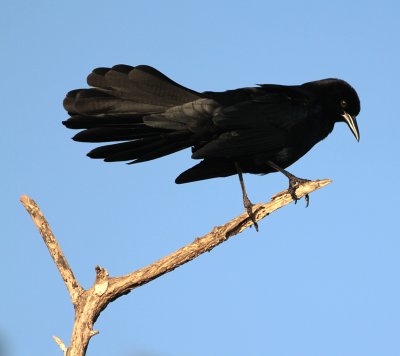 Boattailed Grackle BBSP.jpg