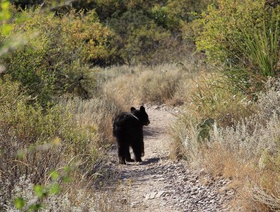 Bear-at-the-Windows-Trail.jpg