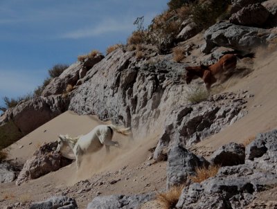 Horses-from-Mexico.jpg