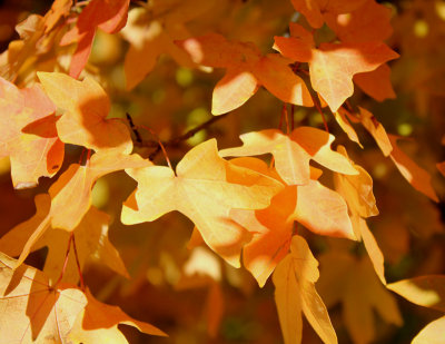 Fall-Colors.jpg