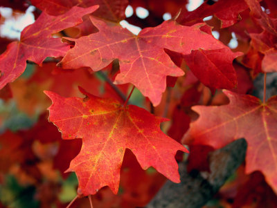Maples-at-Fall.jpg