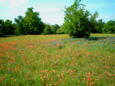 Texas-Wild-Flowers-2010.jpg