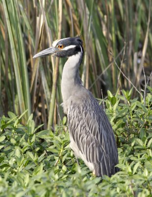 yellow crowned night heron.jpg