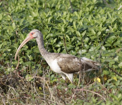 white ibis juvenile.jpg