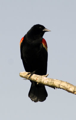 Red-winged blackbird 1.jpg