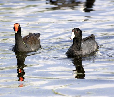 American coot right and Common Moorhen on the left.jpg