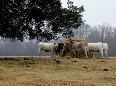 On-Texas-Country-Road.jpg