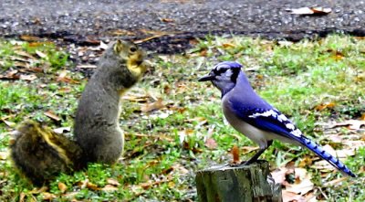 Squirrel-with-Bluejay