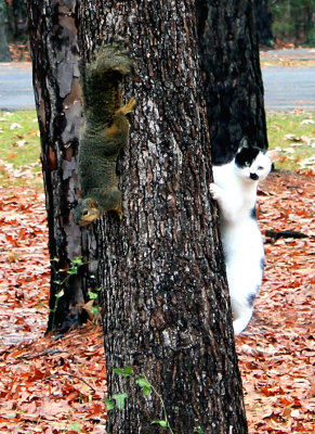 Squireel-and-Cat