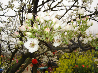 Peach-Flower-Festival.jpg