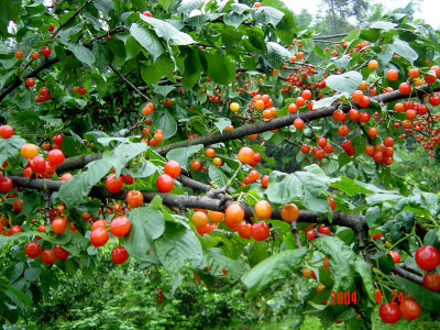 Chinese-Cherry.jpg