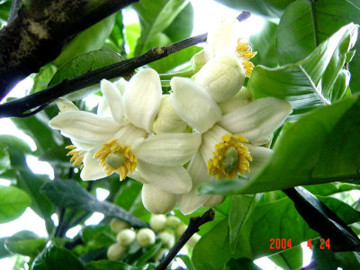 Chinese-Grapefruit-flower.jpg