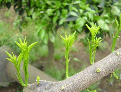 Chinese-Grapefruit-tree.jpg