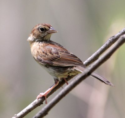 Backmans Sparrow 2.jpg