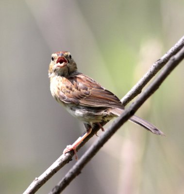Backmans Sparrow 3.jpg