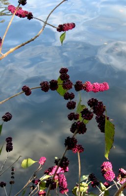 Berries.jpg