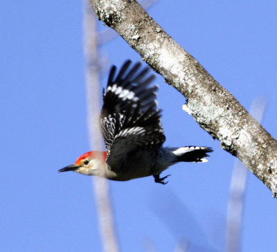 Red-bellied-Woodpecker.jpg