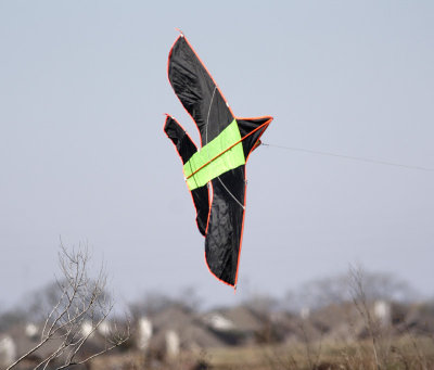 Kite-7.jpg