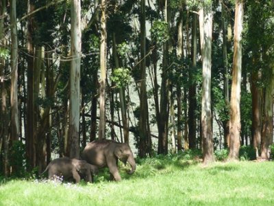 Elphant family