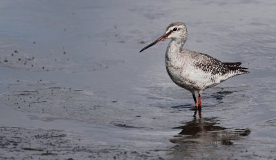 Zwarte ruiter / Spotted redshank