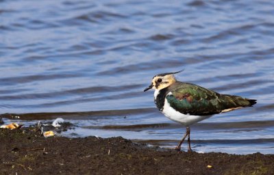 Kievit / Northern lapwing