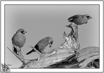 Leshenslaut Inlet Birds.