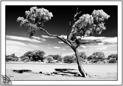 Australian Gumtree against the elements.