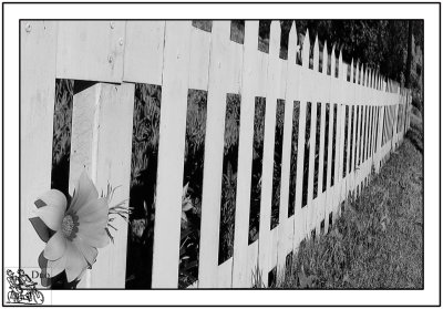 Down The Little Picket fence.