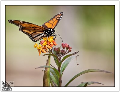 Monarch Butterfly in Harvey Garden.