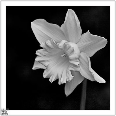 Daffodil mono.