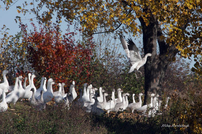 Cleared For Takeoff - Greater Snow Geese
