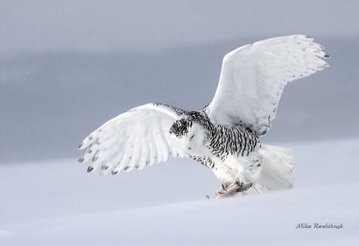Young Snowy Owl Amusing Himself In Blowing Snow