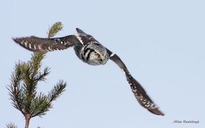 Northern Hawk Owl On The Move
